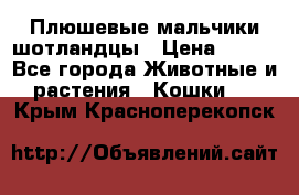 Плюшевые мальчики шотландцы › Цена ­ 500 - Все города Животные и растения » Кошки   . Крым,Красноперекопск